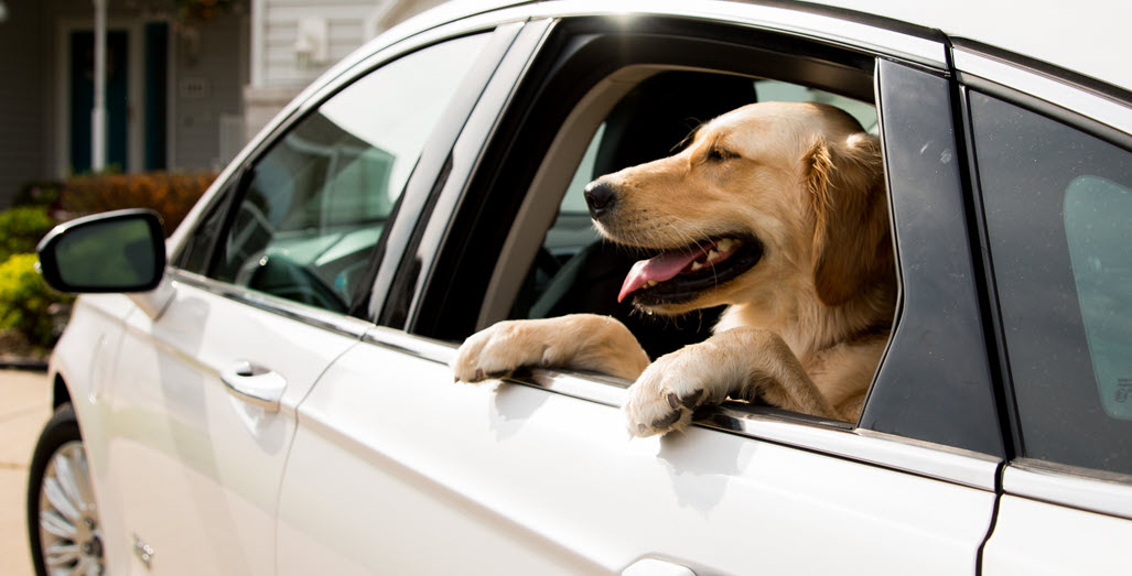 dog in an EV