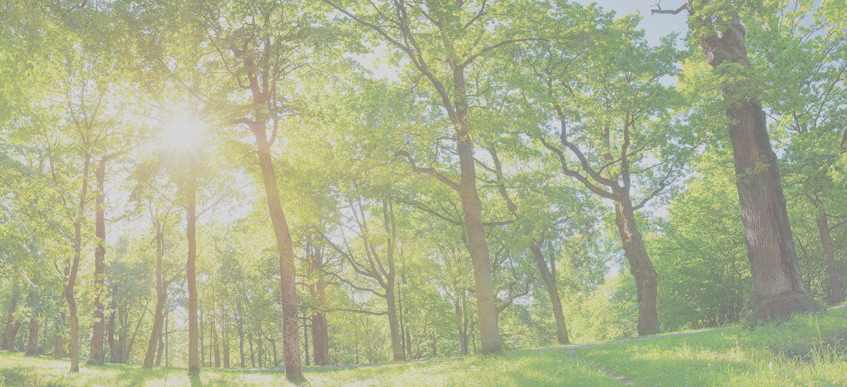 sun through trees